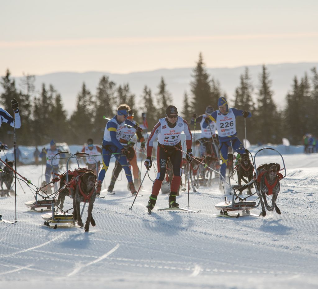 Hundevelferd øverst  på agendaen for VM 2025