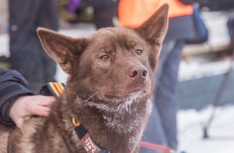 Informasjon fra Norges Hundekjørerforbund vdr rabiesvaksinering lagt ut i dag. 